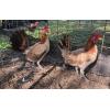 PURE KINGPEN HATCH {TROY HATCH BLOODLINE -BROOD HENS }