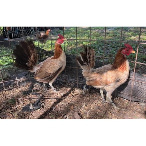 PURE KINGPEN HATCH {TROY HATCH BLOODLINE -BROOD HENS }