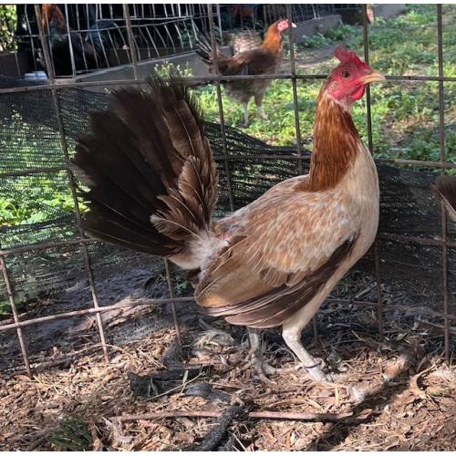 PURE KINGPEN HATCH {TROY HATCH BLOODLINE -BROOD HENS }