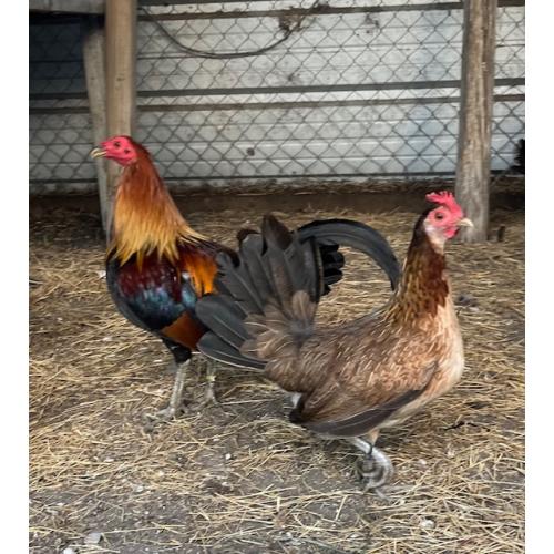 PURE KINGPEN HATCH  { TROY HATCH BLOODLINE -BROOD HEN }