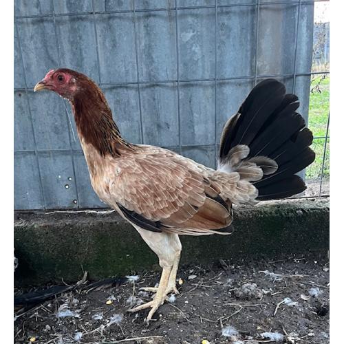 PURE KINGPEN ALBANY  {  DARK RED ALBANY -DINK BLOOLDINE -SELECTED BROOD PULLET }