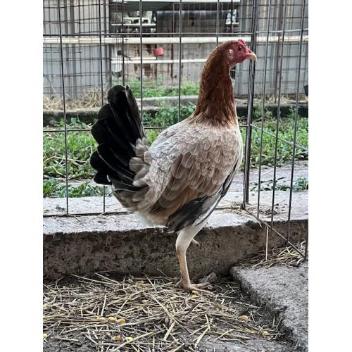 PURE KINGPEN SWEATERS {REAL SWEATERS -DINK BLOODLINE -SELECTED BROOD PULLET }
