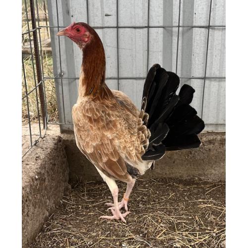 PURE KINGPEN ROUNDHEAD  { GARY GILLIAM ROUNDHEAD -BROOD PULLET }