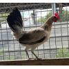 PURE KINGPEN GREY  { KINGPEN GREY-BROOD PULLET }