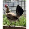 PURE KINGPEN GREY  { KINGPEN GREY-BROOD PULLET }