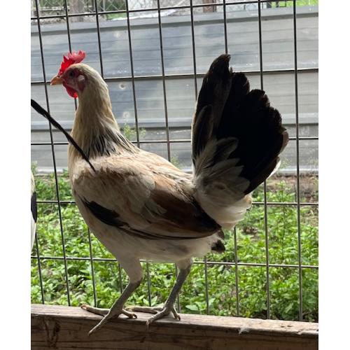 PURE KINGPEN GREY  { KINGPEN GREY-BROOD PULLET }
