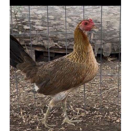PURE KINGPEN HATCH  { MCLEAN HATCH {SELECED BROOD PULLET }