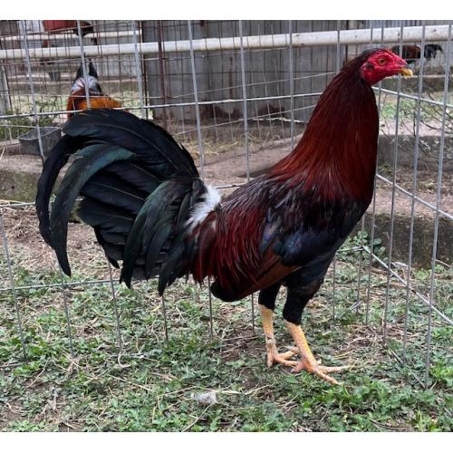 PURE KINGPEN ALBANY  { DARK RED ALBANY -DINK BLOODLINE -PAIR }