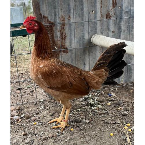 PURE KINGPEN RADIO  { BRADY & JUMPER  RADIO LINE -BROOD PULLET }