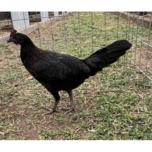 PURE KINGPEN BROWNRED  { MEL SIMS BLOODLINE -SELECTED BROOD PULLET }