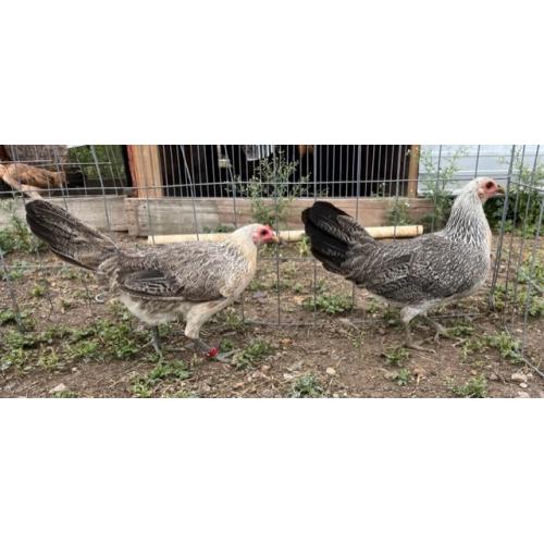 PURE KINGPEN GREY  { ASIL / GREY -BROOD PULLET }