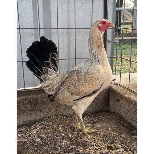 PURE KINGPEN GREY  { CLEMENT GREY -BROOD HEN -ROY BRADY LINE  }