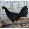 PURE KINGPEN BROWNRED  { MEL SIMS BLOODLINE -SELECTED BROOD FOWL }