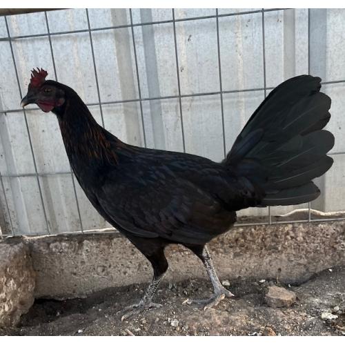 PURE KINGPEN BROWNRED  { MEL SIMS BLOODLINE -SELECTED BROOD FOWL }