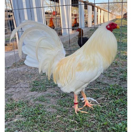 PURE KINGPEN WHITE { WHITE KELSO -SLIM BENOIST -BROOD COCK }