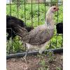 PURE KINGPEN GREY  { ASIL / GREY -BROOD PULLET }