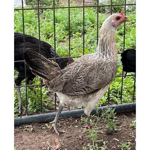 PURE KINGPEN GREY  { ASIL / GREY -BROOD PULLET }