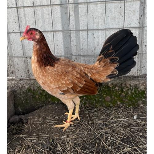 PURE KINGPEN RADIO  { RADIO JUMPER LINE -BROOD PULLET }