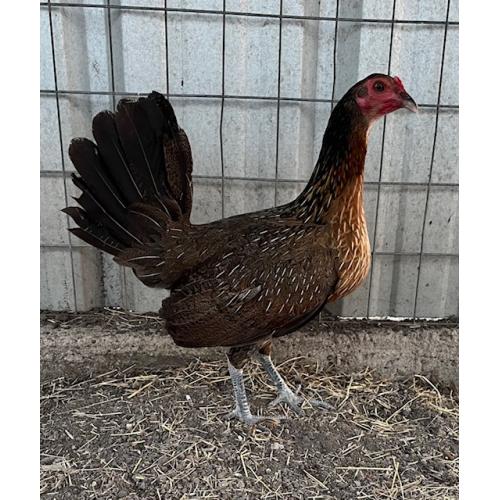 PURE KINGPEN HATCH  { MCLEAN HATCH BROOD PULLET }