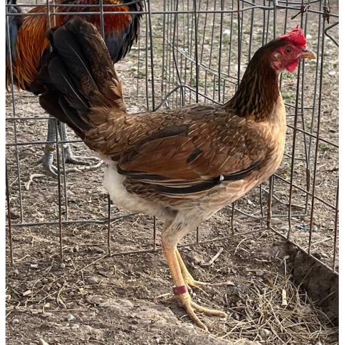 PURE KINGPEN RADIO  { BRADY & JUMPER  RADIO LINE -BROOD PULLET }