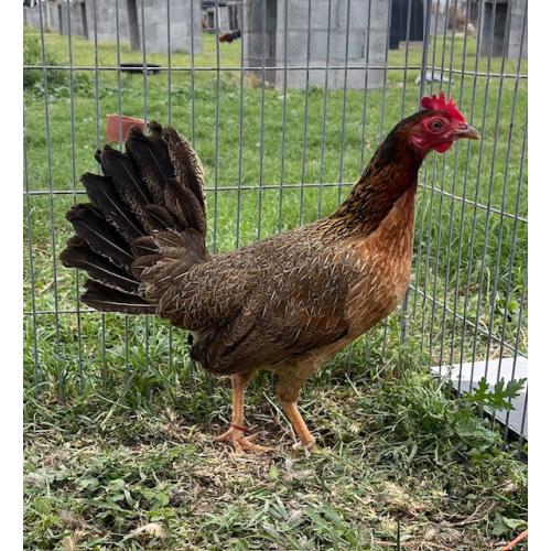 PURE KINGPEN RADIO  { BRADY & JUMPER  RADIO LINE -BROOD PULLET }