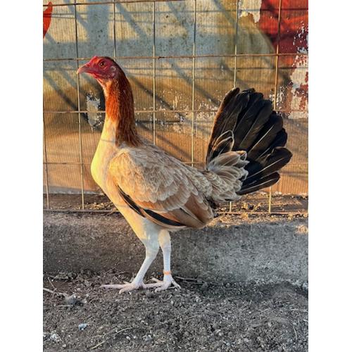 PURE KINGPEN ROUNDHEAD  { GARY GILLIAM ROUNDHEAD -BROOD PULLET }