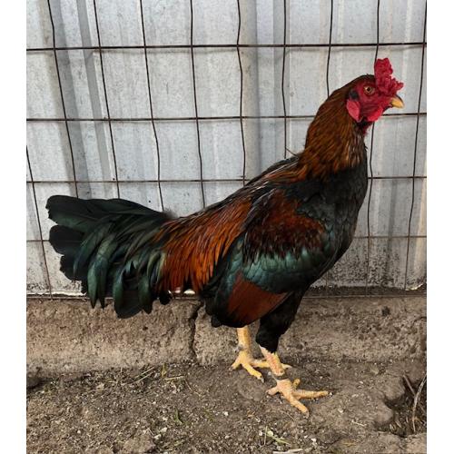 PURE KINGPEN ASIL  { JERRY WALLACE ASIL BLOODLINE -BROOD COCK }