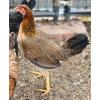 Massey Yellow Legged Hatch Pullet